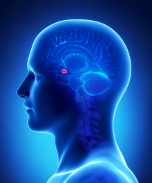 Amygdala - hvad sker der i hjernen under stress. Stresscoach Lisbeth Fruensgaard